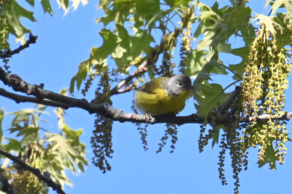 2025-05128224 Parker River NWR, MA.JPG - Nashville Warbler. Parker River National Wildlife Refuge, MA, 5-12-2025